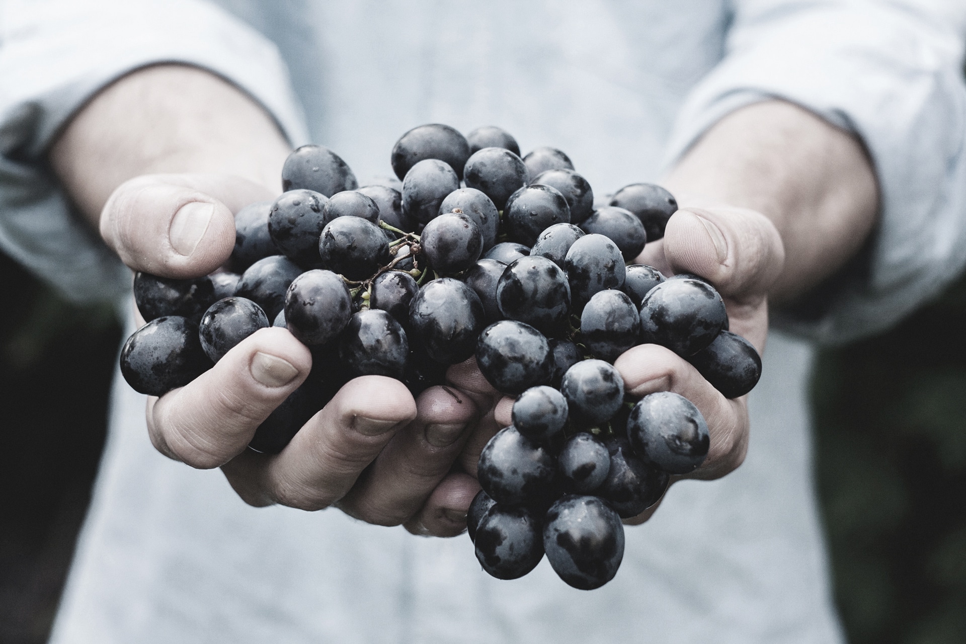 weinrebe Die Hände präsentieren eine Traube reifer dunkler Trauben.